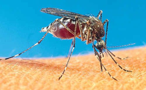 A perfect season has meant an increase in cases of mosquito-borne diseases. A perfect season has meant an increase in cases of mosquito-borne diseases.